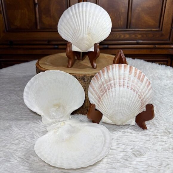 NWOT Set of 4 Nantucket Seafood Natural Baking Sea Shells 4.5" - 5" - Picture 1 of 15